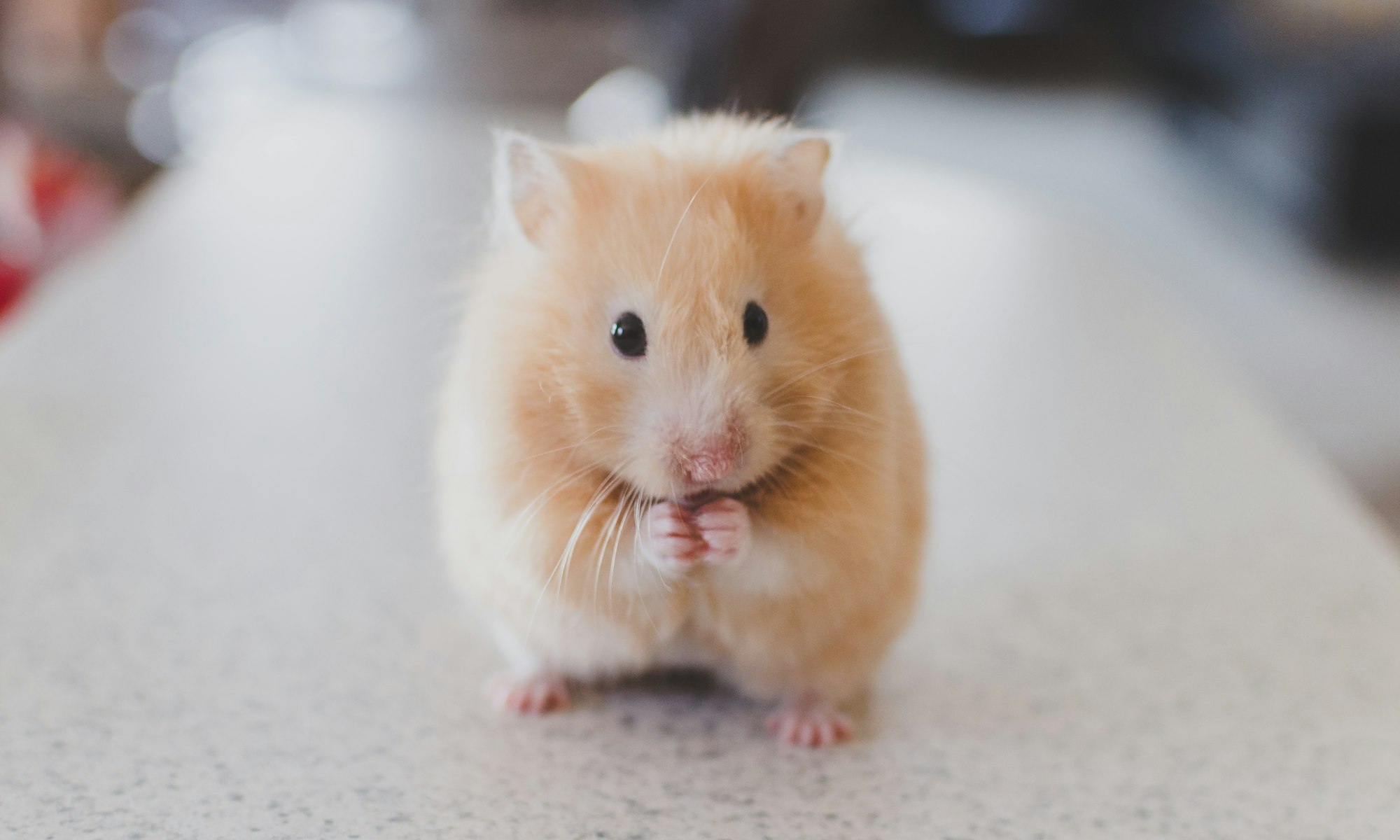 animal image