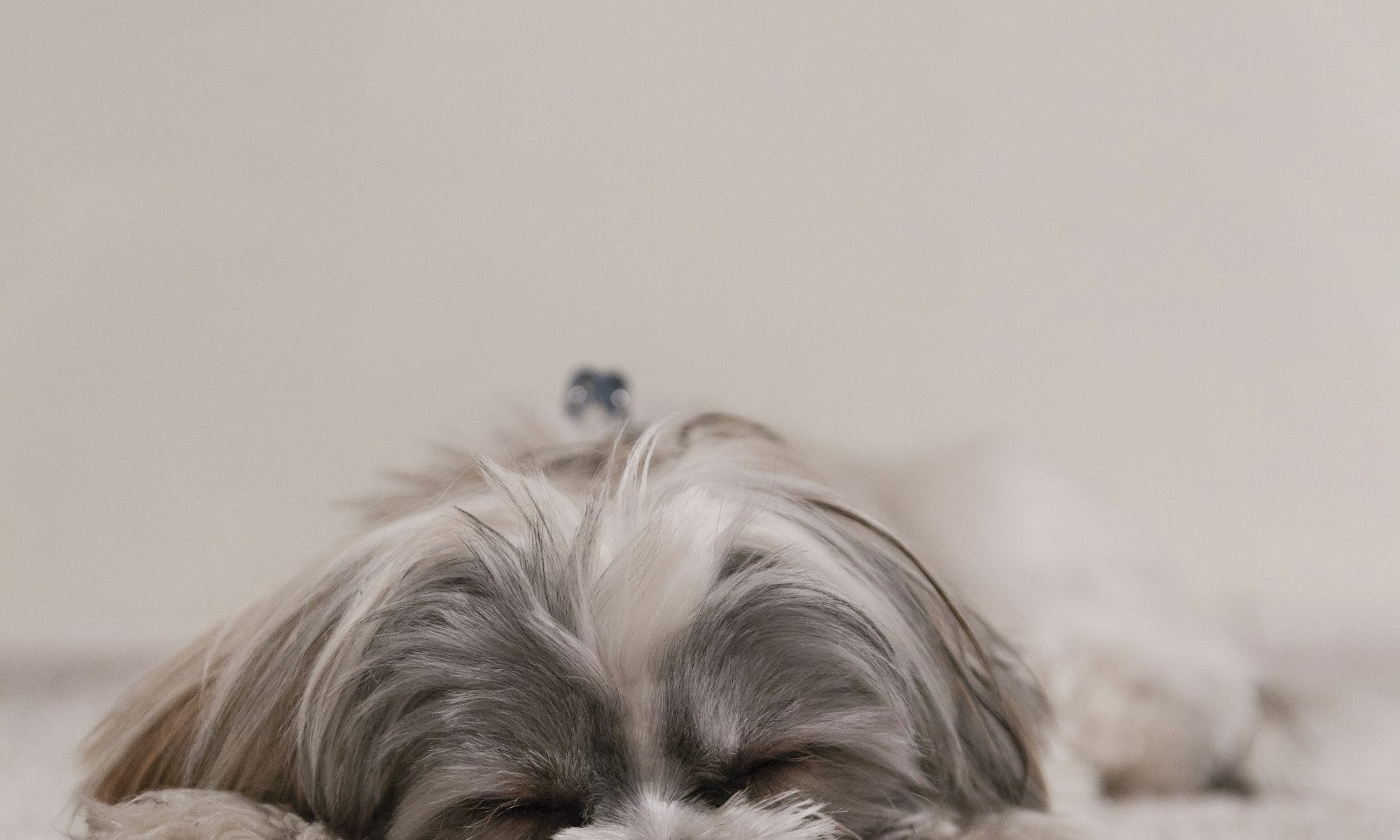 animal image