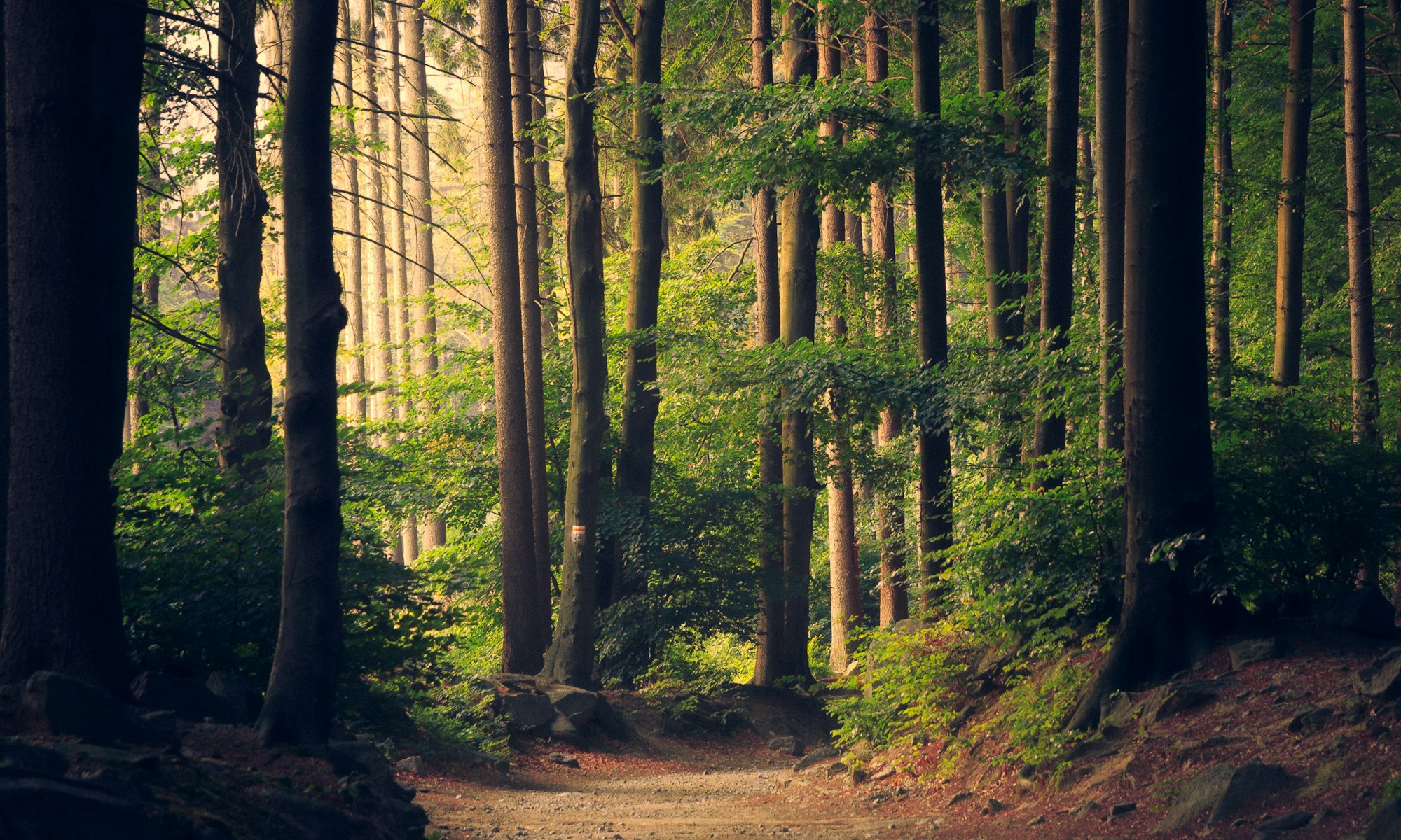 landscape image
