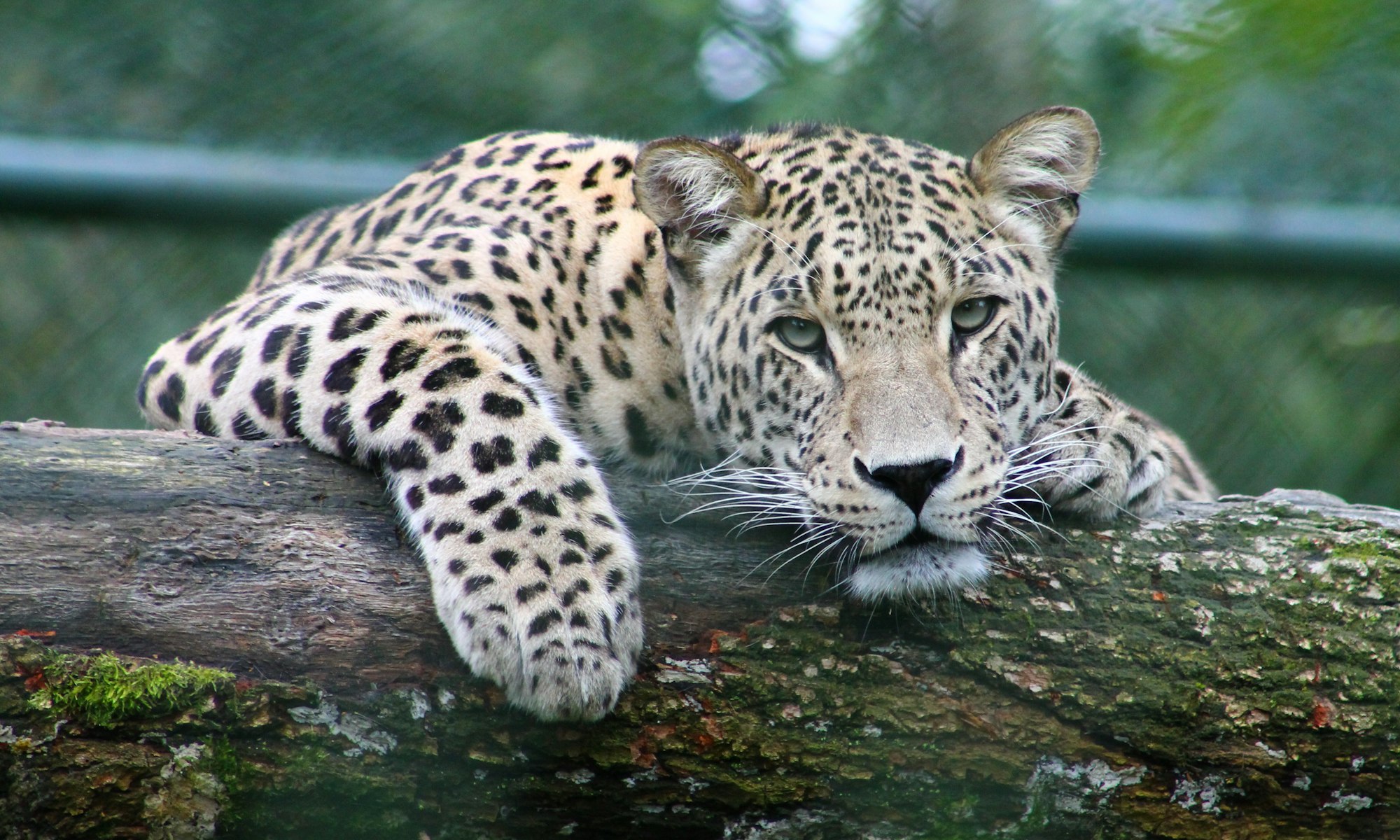 animal image