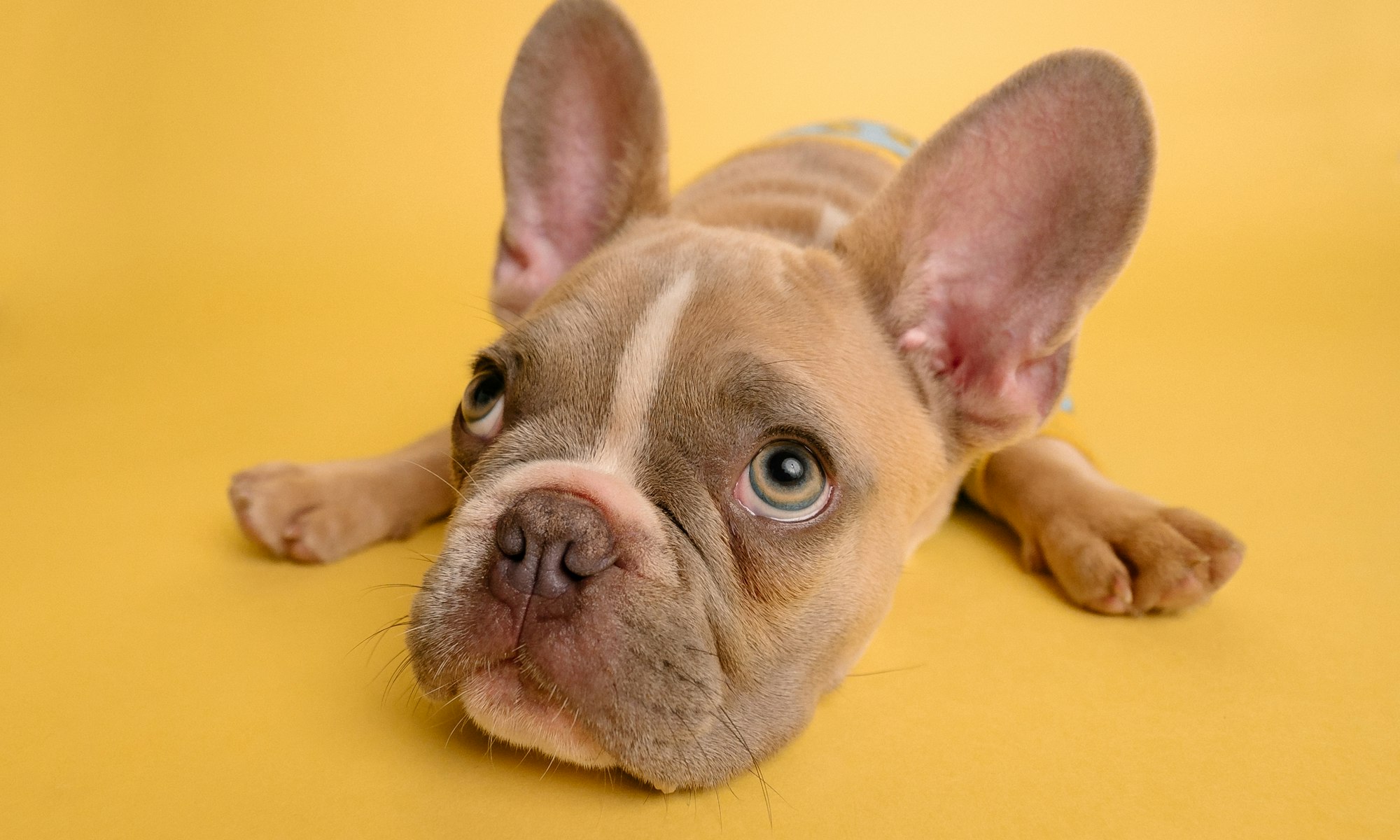 animal image