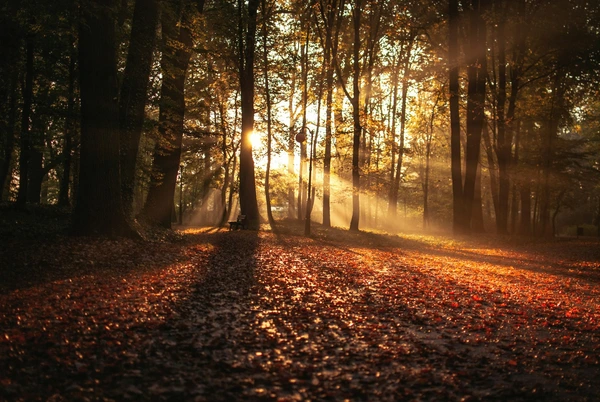 Autumn leaves - Photo by Erik Witsoe on Unsplash