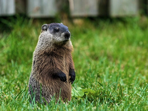 Groundhog by Camerauthor Photos on Unsplash.com