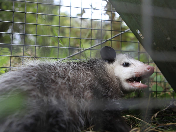 Opossum