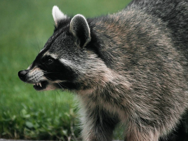 raccoon