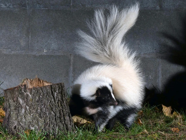 Skunk by Jack Bulmer on Unsplash.com