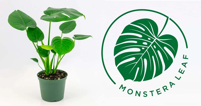Monstera leaf