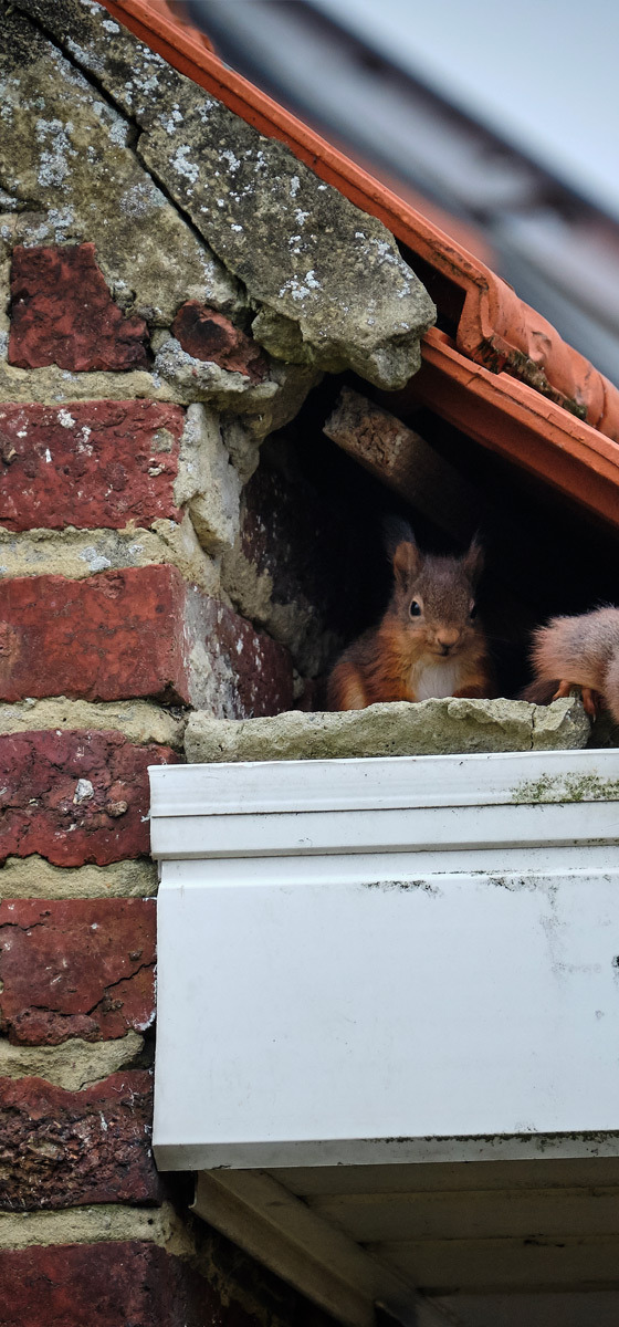 squirrels in damaged roof