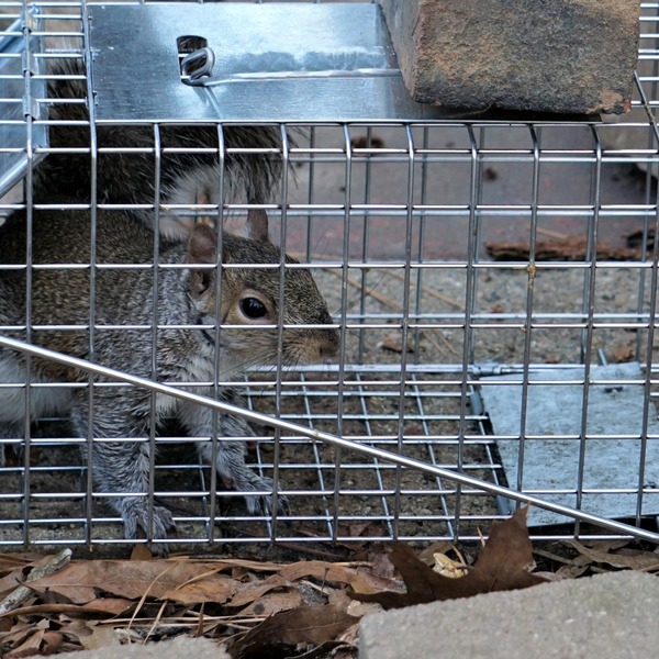 humanely trapped squirrel
