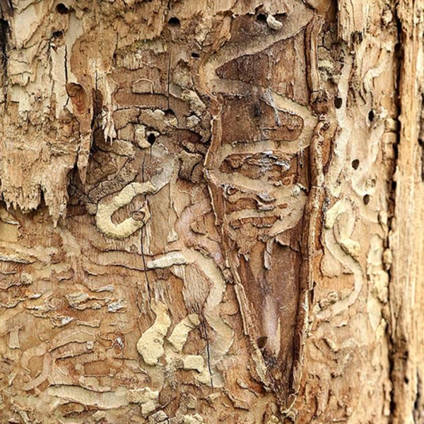 Emerald Ash Borer Epidemic in Nashville