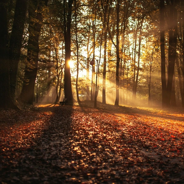 Autumn leaves Photo by Erik Witsoe on Unsplash
